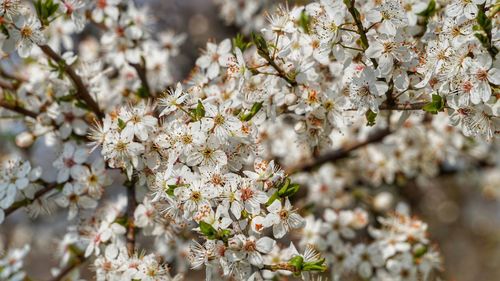 Close-up of cherry blossom tree