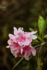 Close-up of pink flowering plant