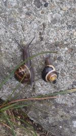 Close-up of snail on white surface