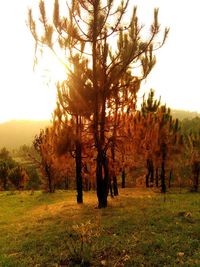 Trees on field against sky