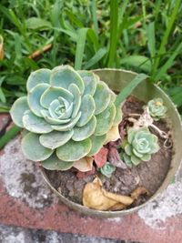 Close-up of succulent plant