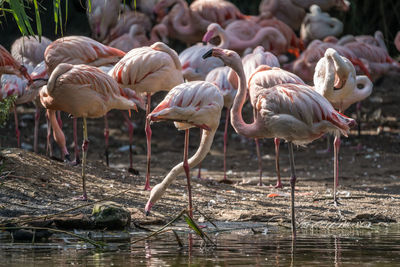 Flock of birds in lake