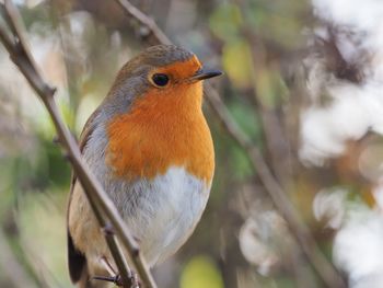 Close-up of bird perching on branch