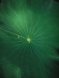 Full frame shot of green leaves
