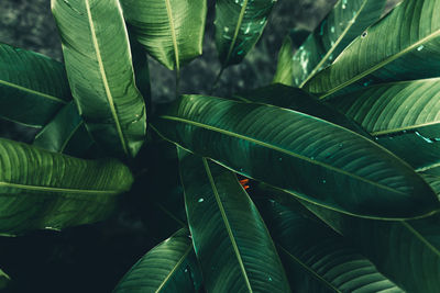 Close-up of green leaves