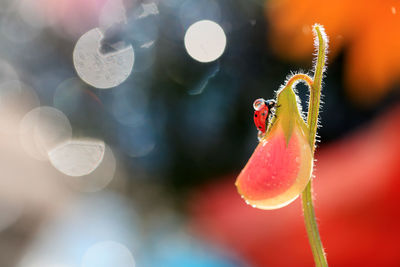 Close-up of insect on flower