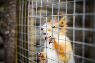 Close-up of rodent in cage