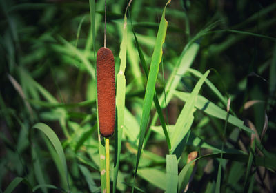 Close-up of plant growing on field