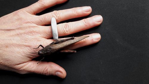 High angle view of human hand holding black background