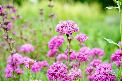 Close-up of pink flowering plants on field