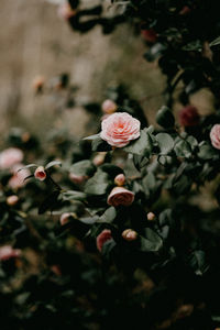 Close-up of flowering plant