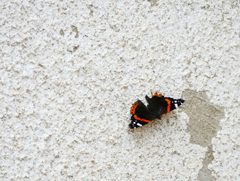 High angle view of ladybug on wall