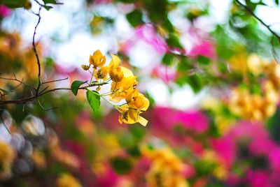 Close-up of bee on yellow flower