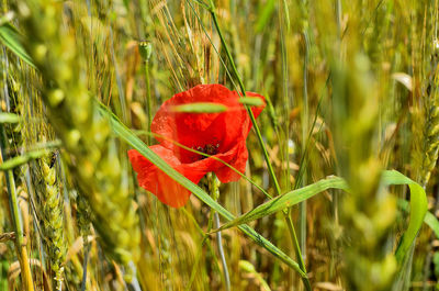 Close-up of red poppy flower on field