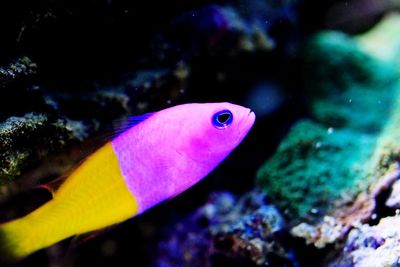 Close-up of fish underwater