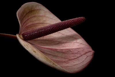 Close-up of flower against black background