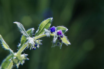 Close-up of purple flowering plant