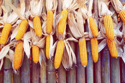 Close-up of corns