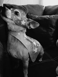 Close-up of dog sitting on sofa at home