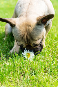 French bulldog puppy playing with camomile flower on a lawn in a summer sunny day. cute pet 