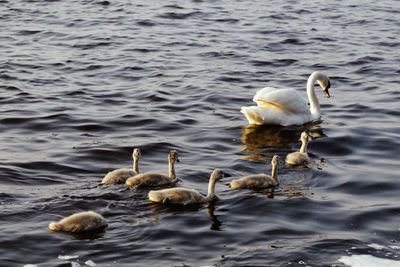 Birds in calm water