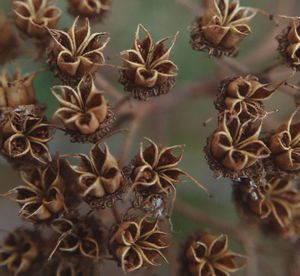 Close-up of dried plant pods