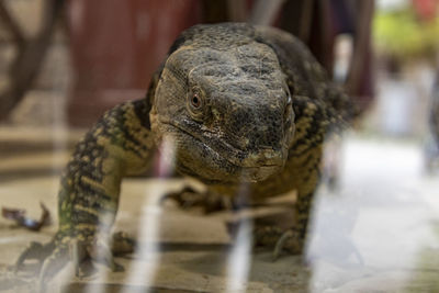 Close-up of a lizard