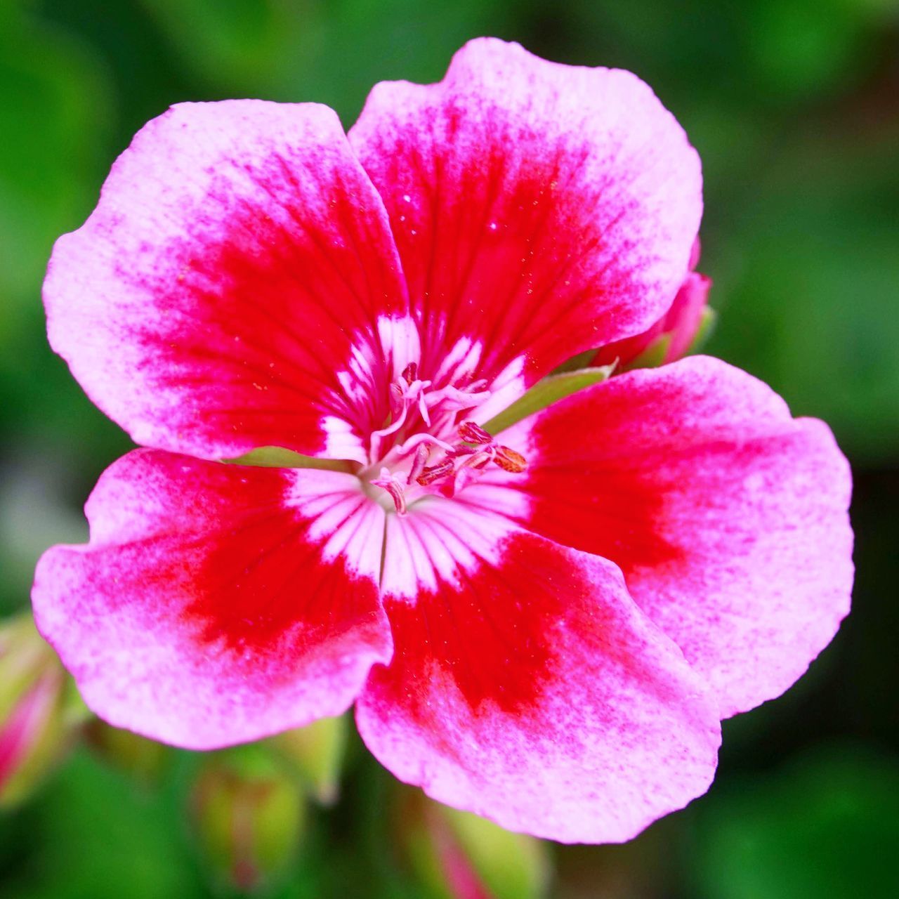 CLOSE-UP OF PINK ROSE