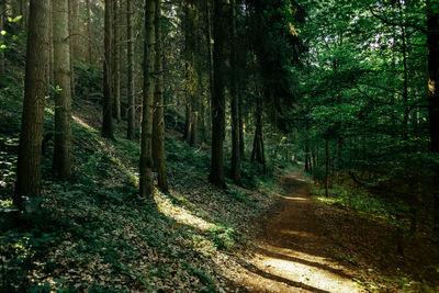 Footpath amidst trees at forest