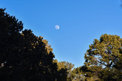 Low angle view of trees against clear blue sky