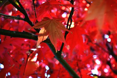 Full frame of red maple leaves