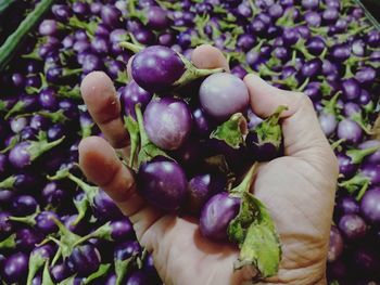 Close-up of hand holding berries