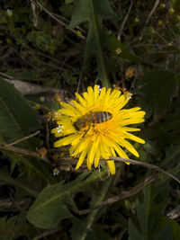 Close-up of yellow butterfly