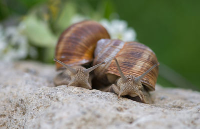 Close-up of snails on rock