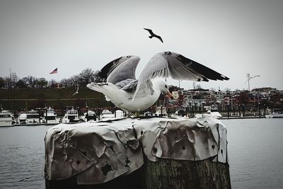 Seagulls flying over lake against sky