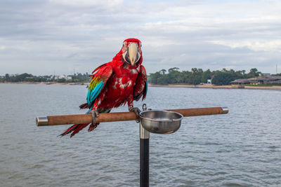 Bird perching on wooden post by sea against sky