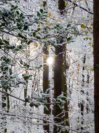 Low angle view of trees against sunlight