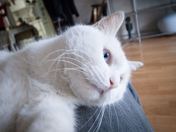 Close-up of white cat looking away at home