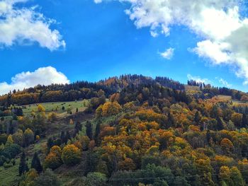 Scenic view of trees on mountain against blue sky