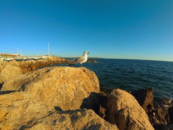 Seagull perching on rock at seaside