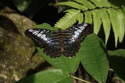 Close-up of butterfly on leaves