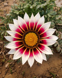 High angle view of flower