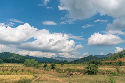 Scenic view of landscape against sky