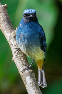 Close-up of bird perching on branch