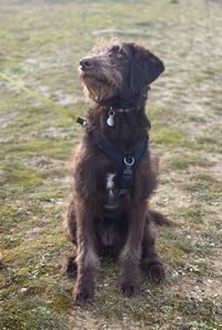 Dog running on field