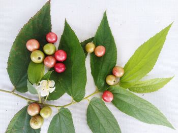 High angle view of fruits on plant