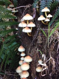 Close-up of mushrooms growing on field