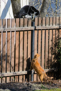 Dog against brick wall