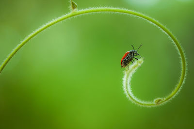 Close-up of insect on leaf