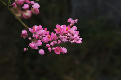Close-up of pink flowers